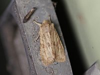 Bethune's Pinion Moth